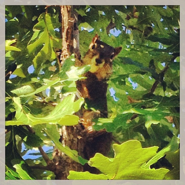 Springville, IA Map & Directions MapQuest