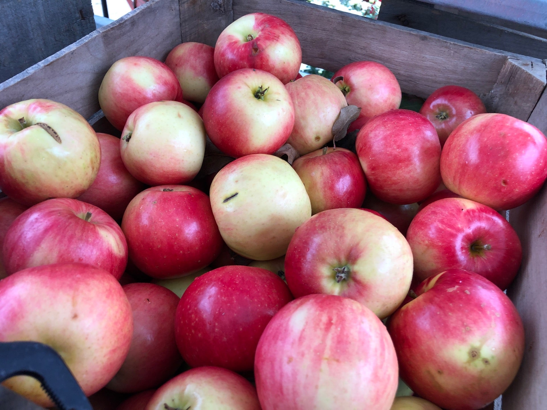 Wagner's Market, 310 N Main St, Black Creek, Village of, WI, Fruit and