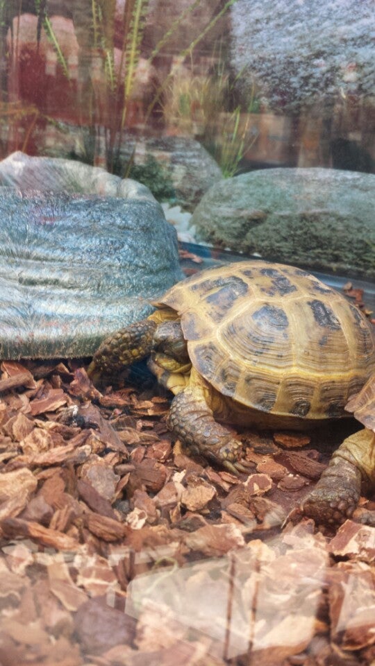 Baby Russian Tortoise Petco