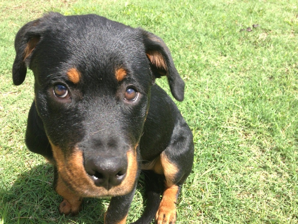 Atlantic 2024 rottweiler rescue