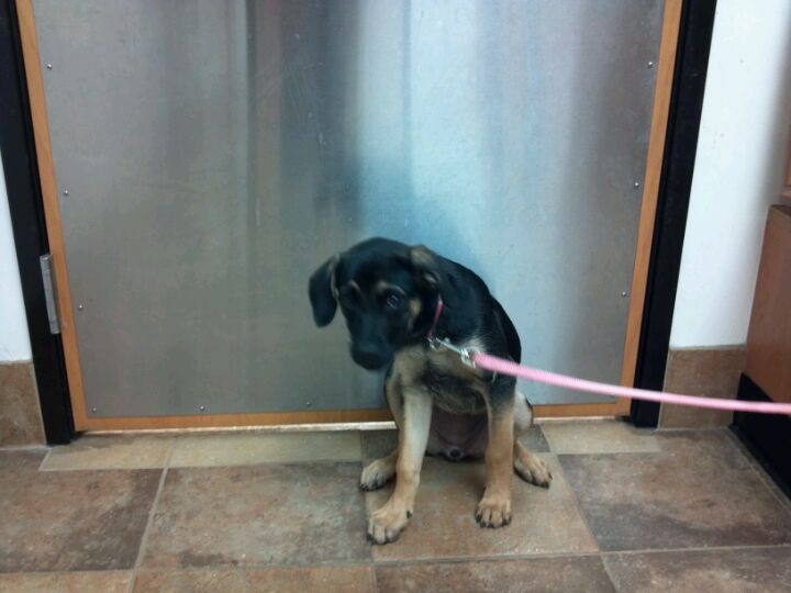 PetSmart, 19530 Cochran Blvd, Port Charlotte, FL, Pet supplies MapQuest