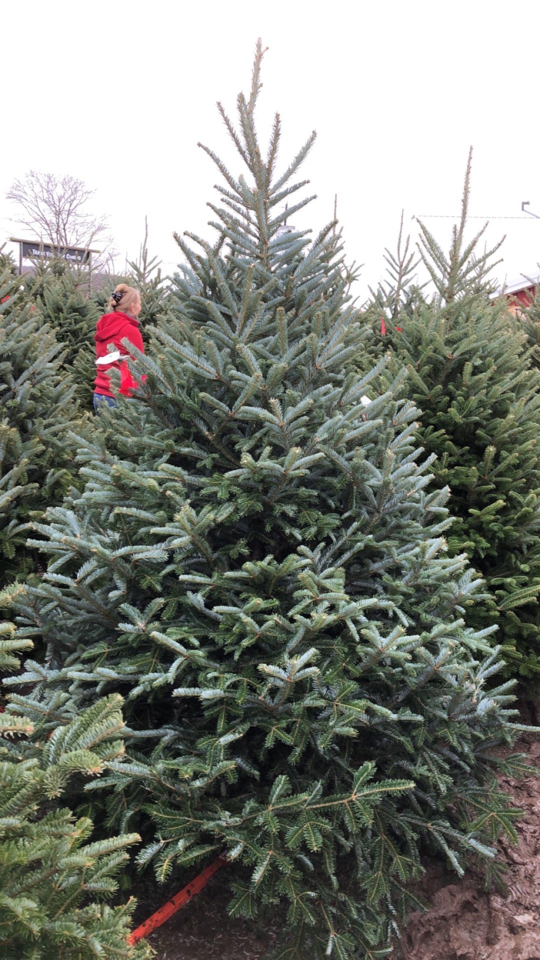 Roba's Tree Farm, Dalton, PA, Farms MapQuest