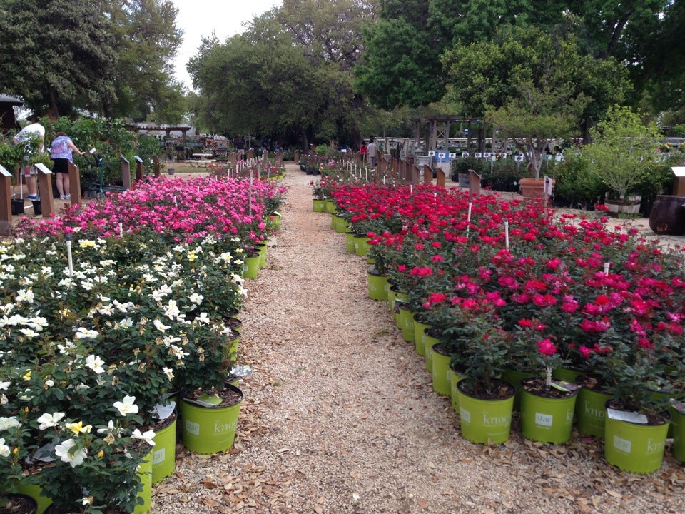 Roses Rainbow Gardens Carries for San Antonio Landscapes