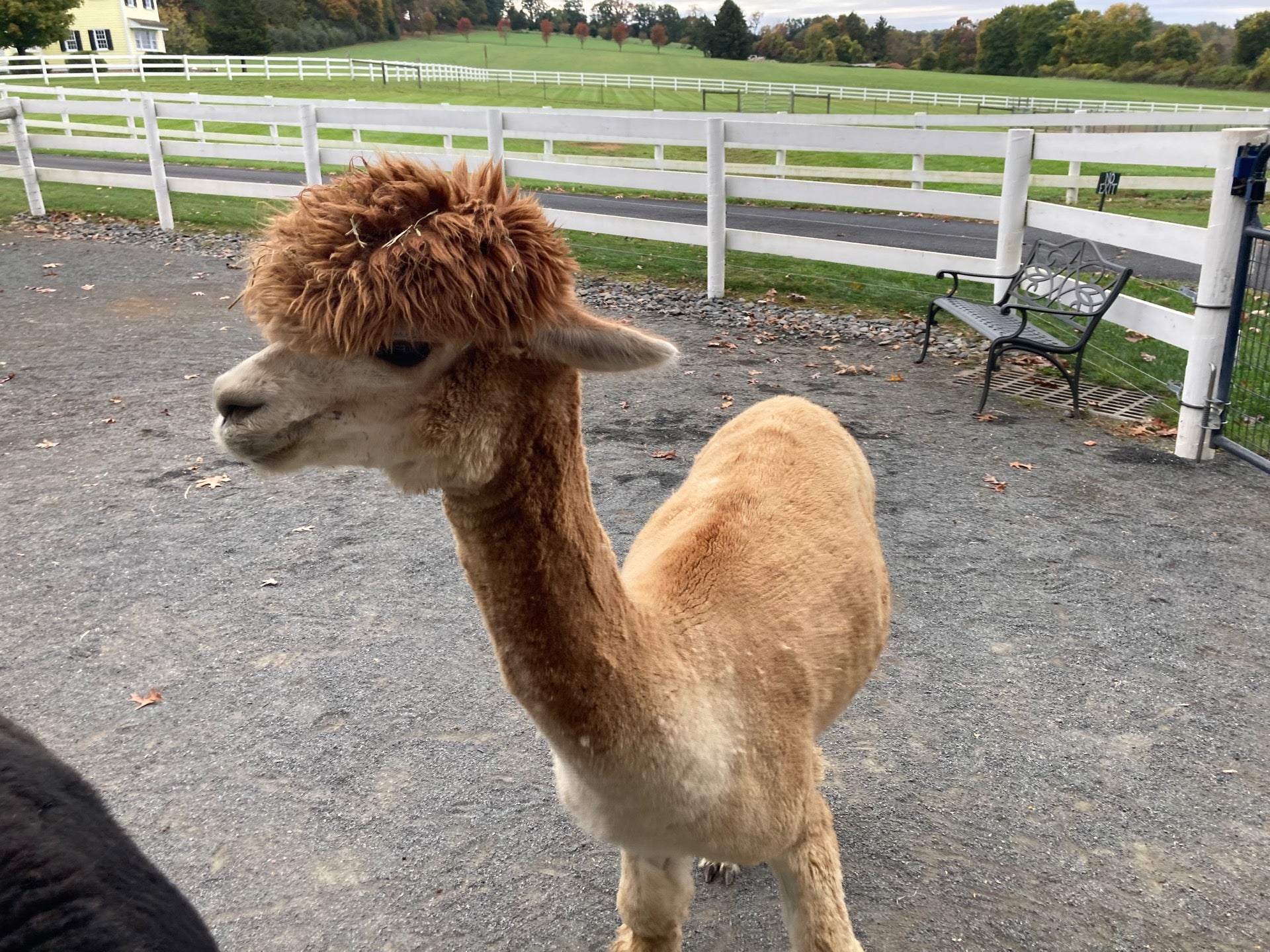 Bluebird Farm Alpacas, 44 Willow Ave, Peapackgladstone, NJ, Farms
