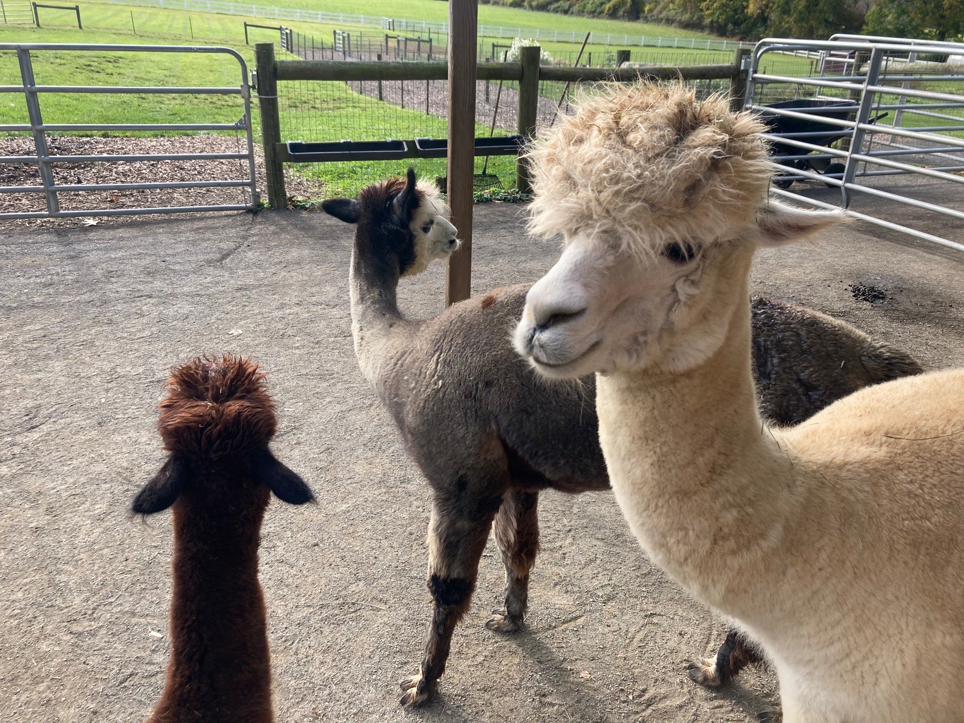 Bluebird Farm Alpacas, 44 Willow Ave, Peapackgladstone, NJ, Farms