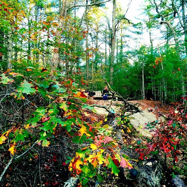 dnrt destruction brook woods