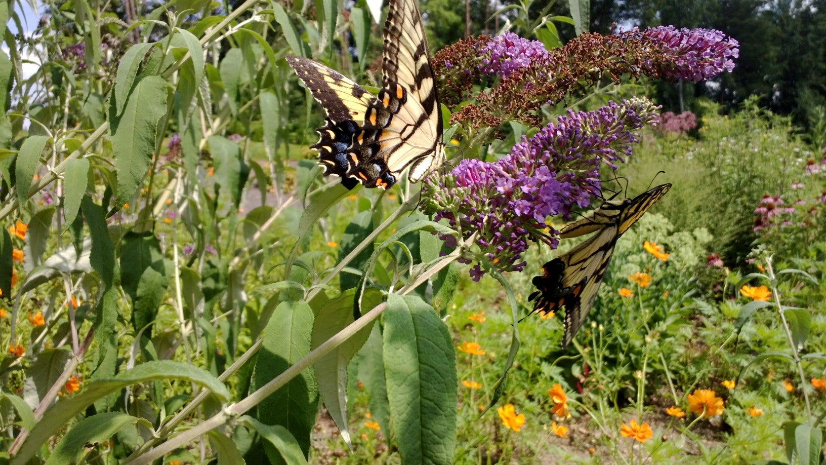 Lewisville, NC Map & Directions MapQuest