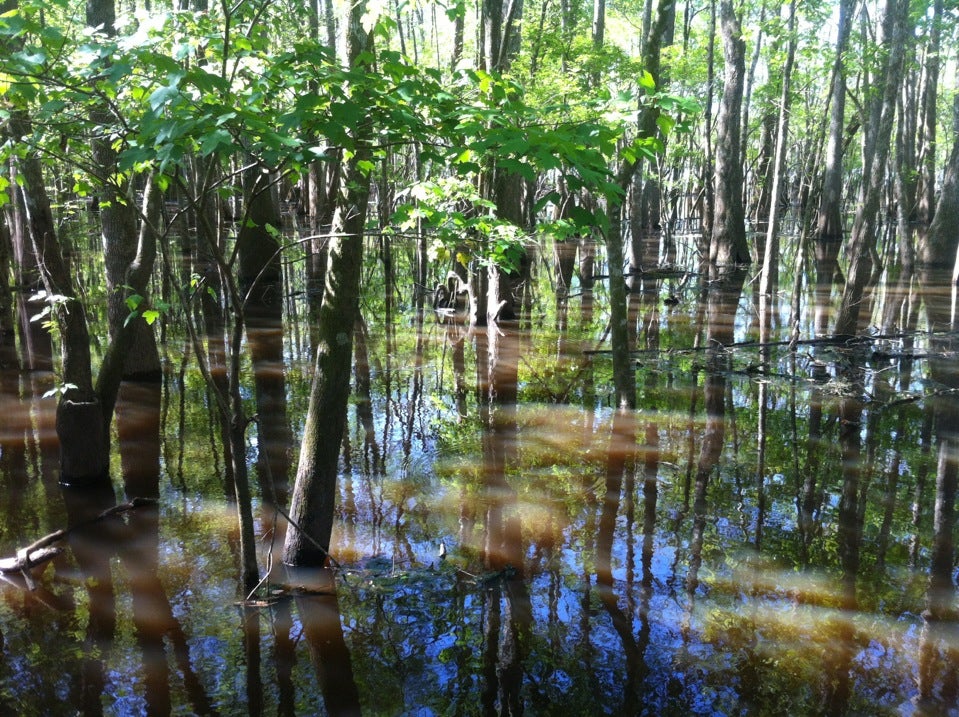 Manatee Springs State Park, 11650 NW 115th St, Chiefland, FL, Parks ...