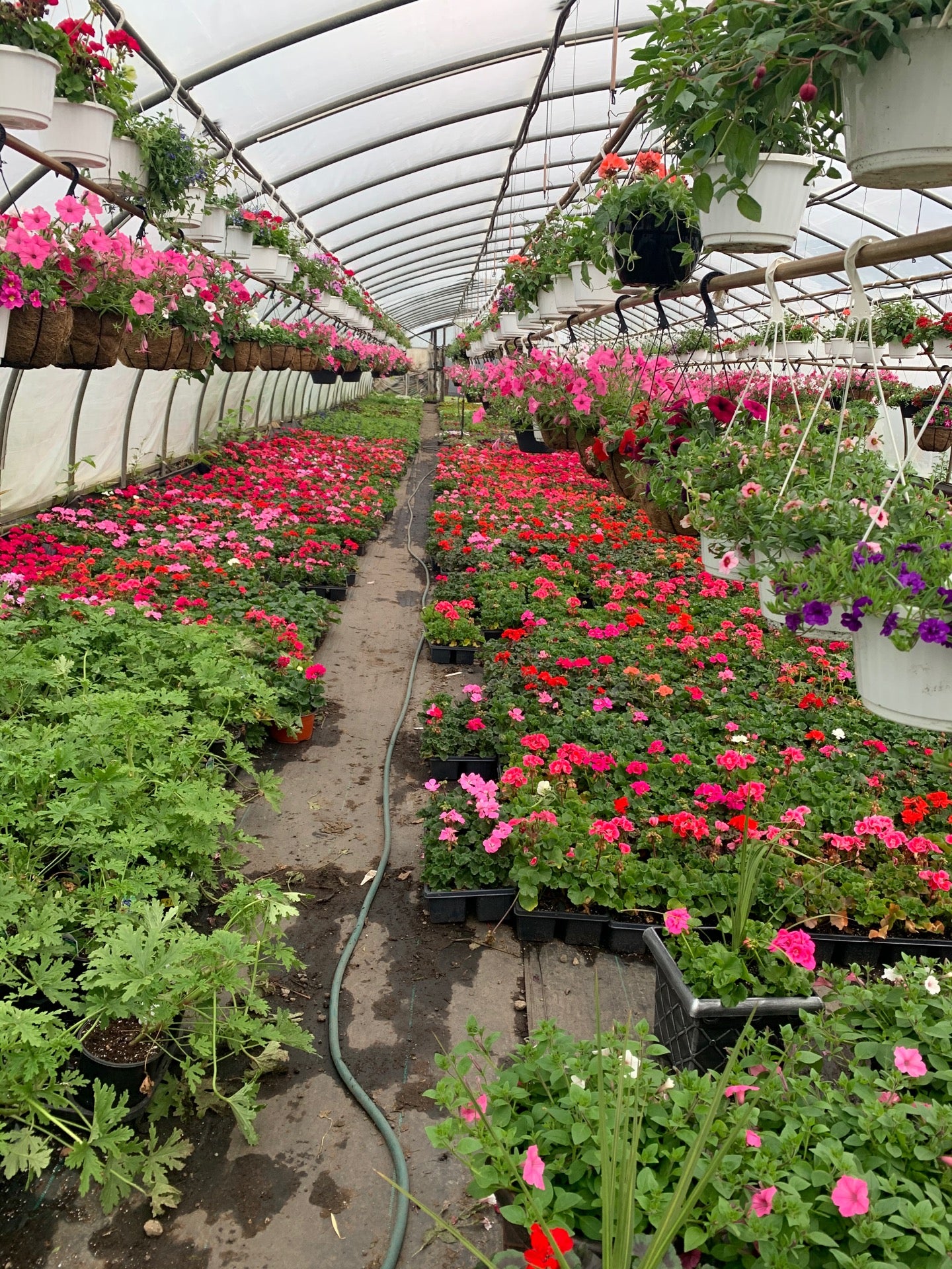 Filanowski Farms, 381 Wheelers Farms Rd, Milford, CT, Nurseries - MapQuest
