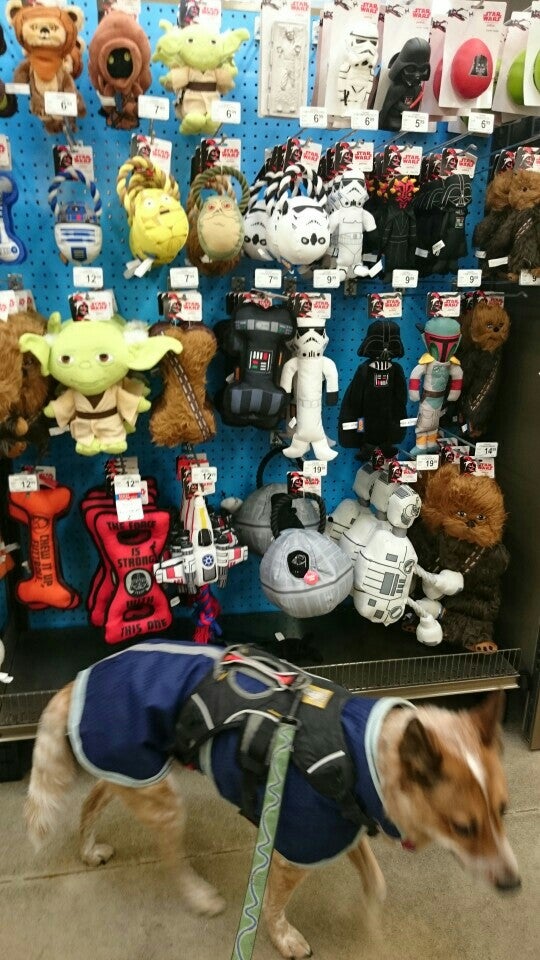 Petco, 1210 Marvin Rd NE, Lacey, WA, Pet Services MapQuest