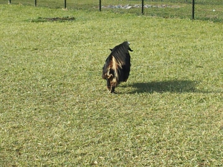 Ballenger Creek Dog Park, 5420 Ballenger Creek Pike, Frederick, MD