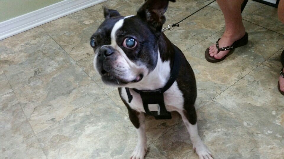 Mississippi Veterinary Ophthalmology, 101 Rouselle Pl, Ocean Springs