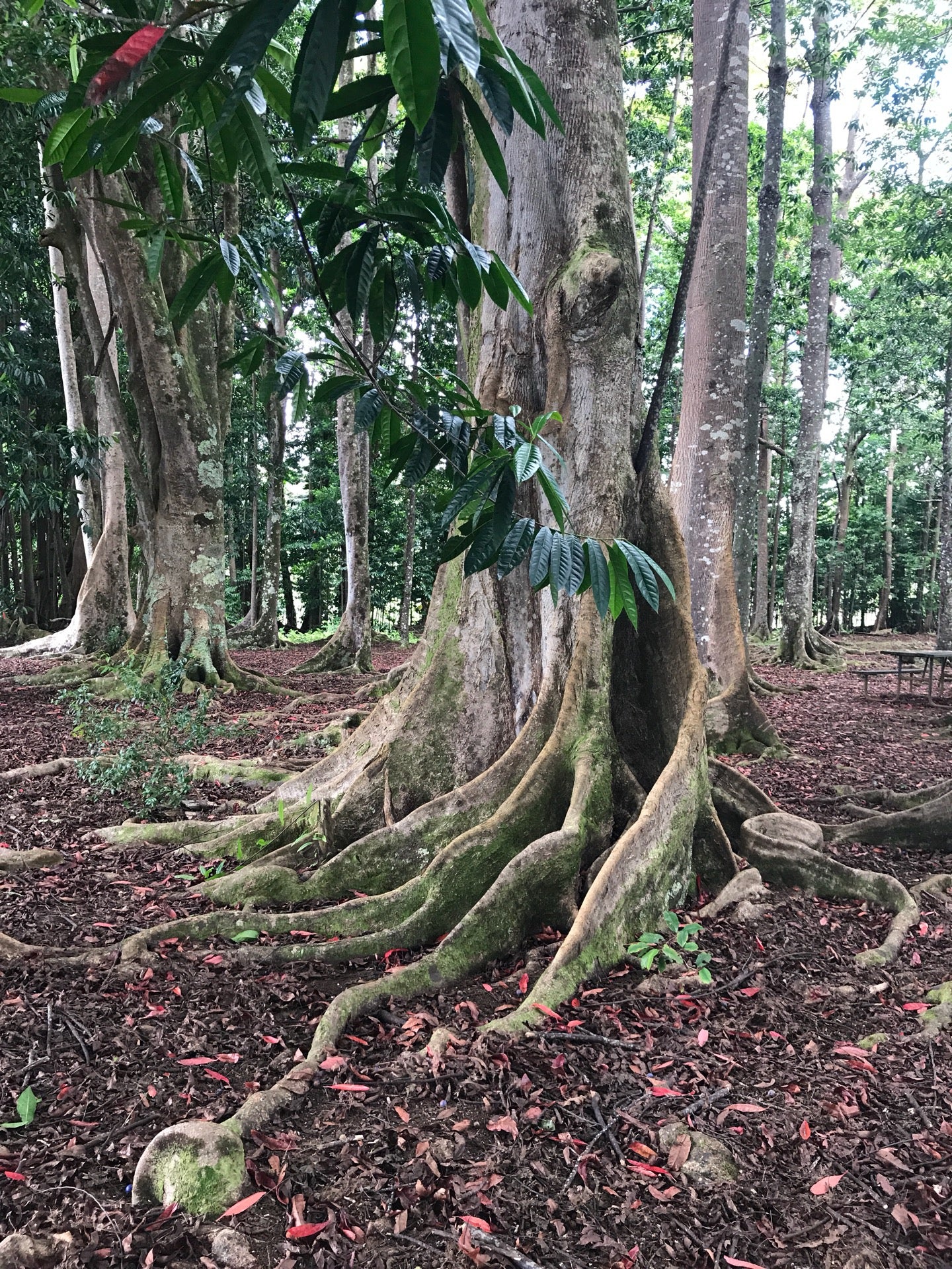 Sacred Rudraksha Forest, 7345 Kuamoo Rd, Kapaa, HI, Landmark MapQuest