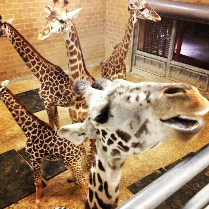 Houston Zoo, 6200 Zoo Circle Dr, Houston, TX, Zoos MapQuest