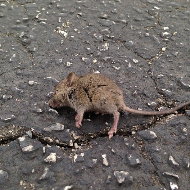 Parkside at College Park, 8125 48th Ave, College Park, MD, Condominiums