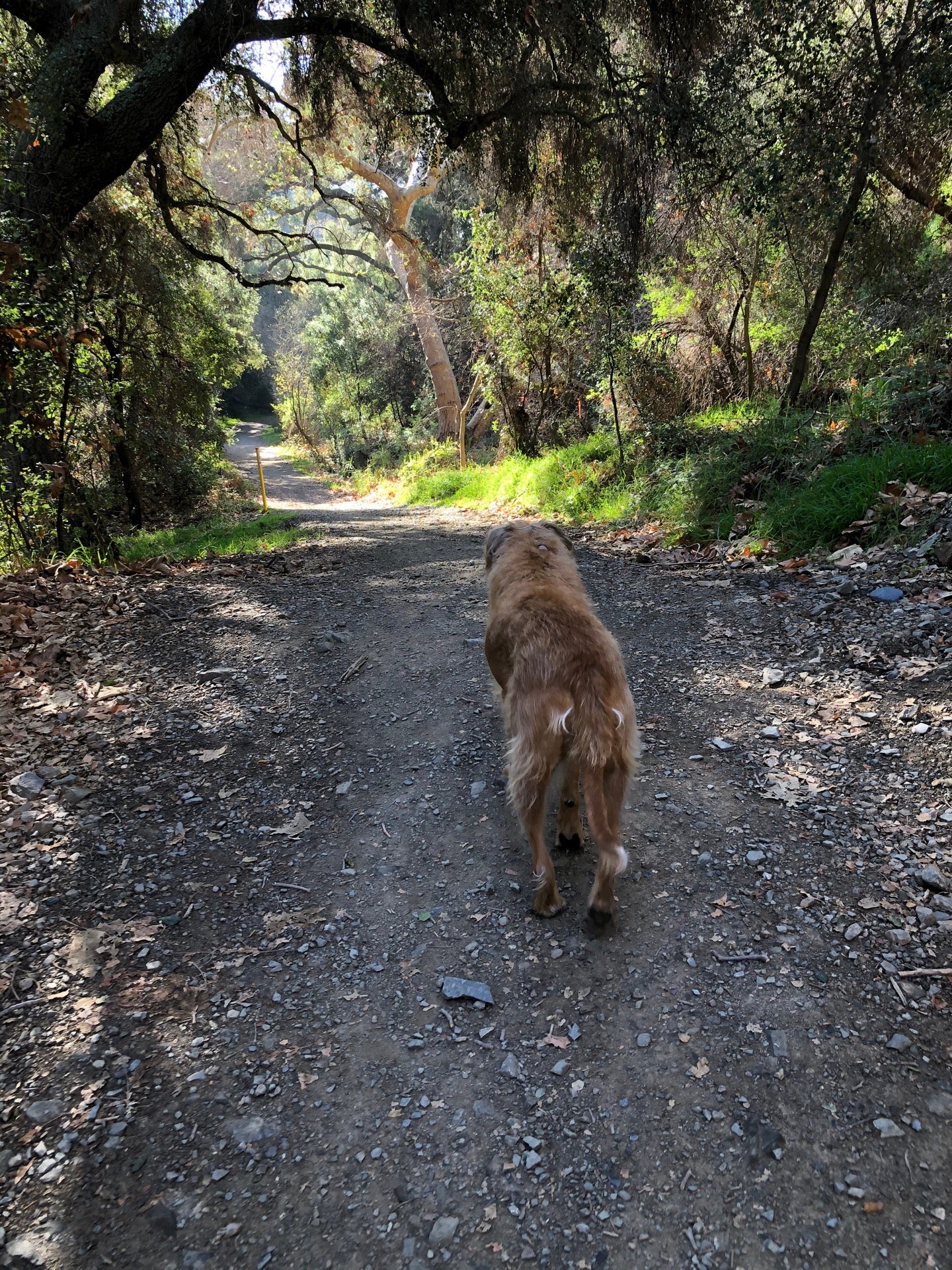 Sullivan Canyon Trail, 2103 Queensferry Rd, Los Angeles, CA, Trail