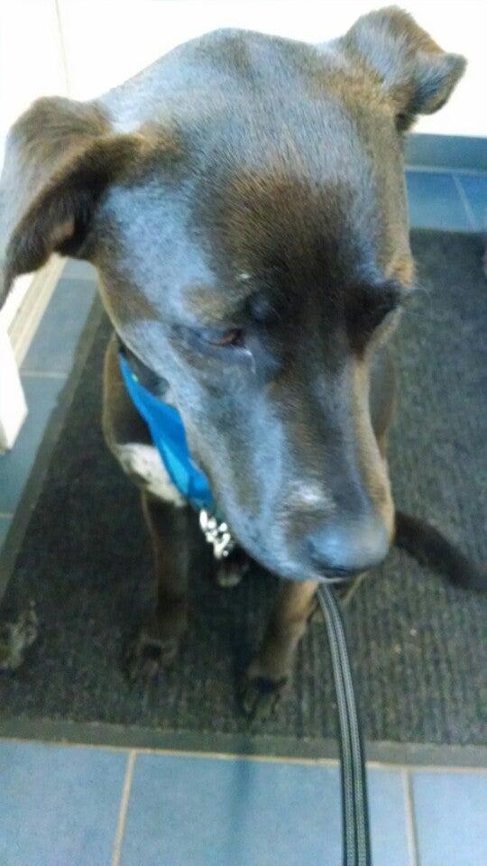 Best Animal Hospitals in Monkton, Vermont MapQuest