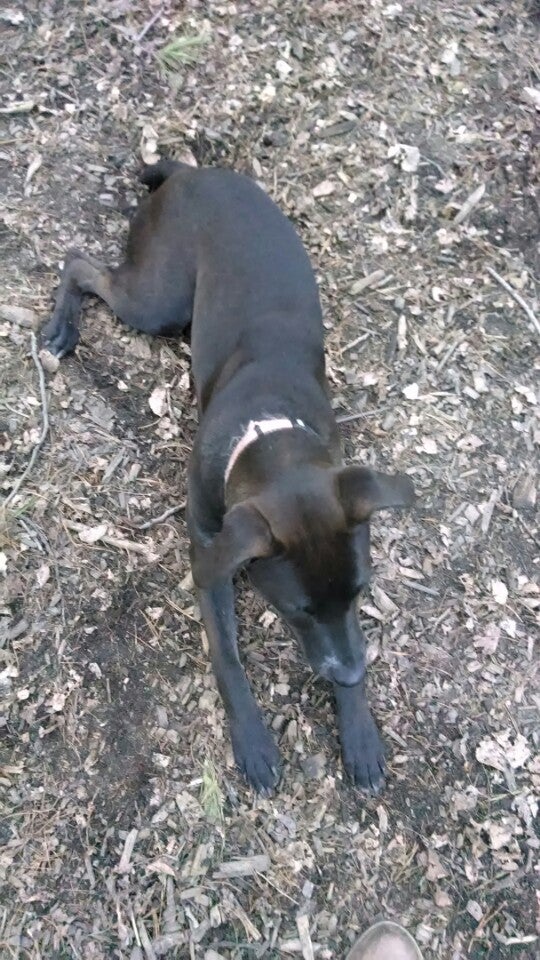 Shelburne Dog Park, Harbor Rd, Shelburne, Town of, VT, Parks MapQuest