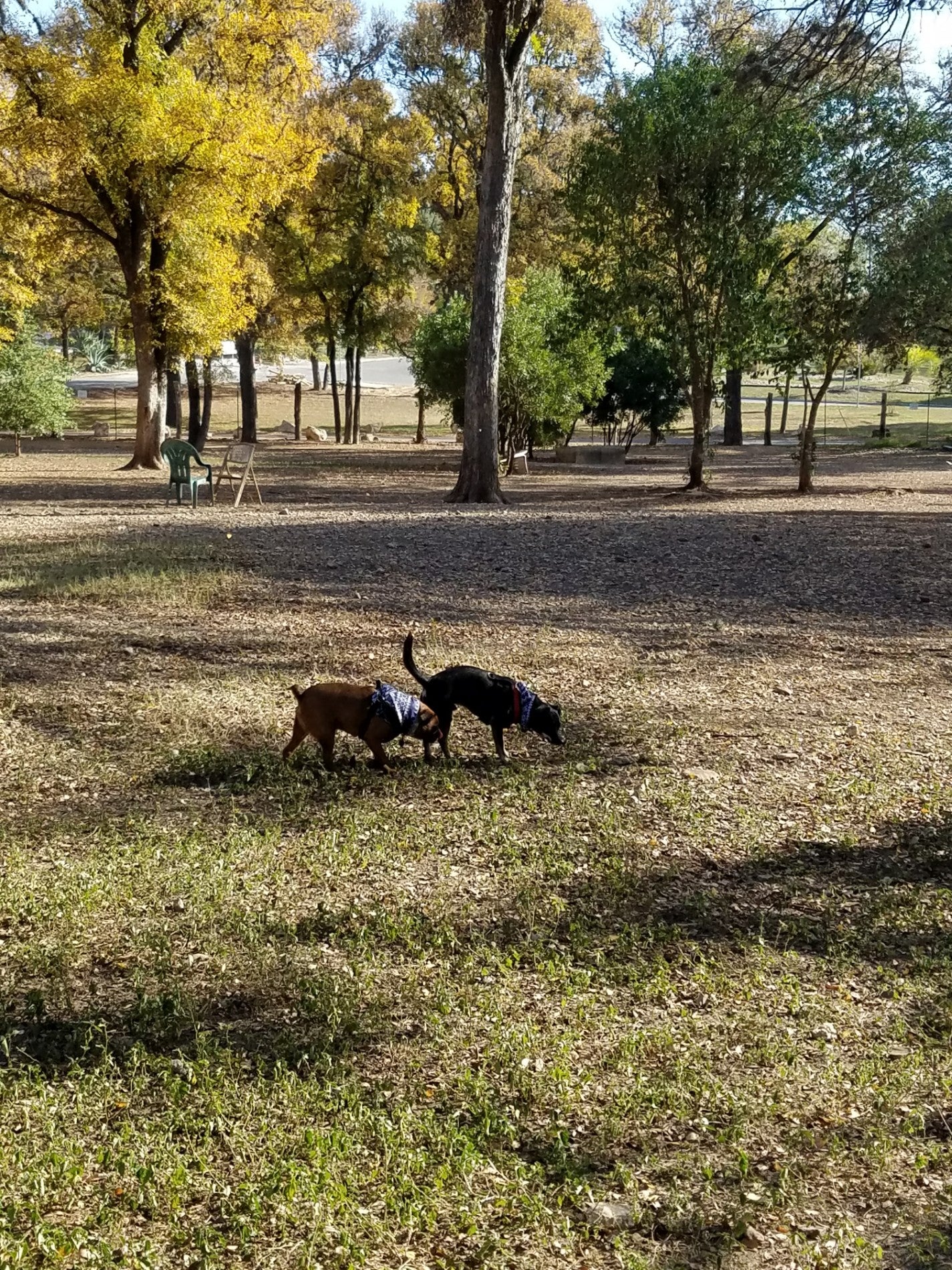 The Bark Park of Alamo Heights - Dog Park