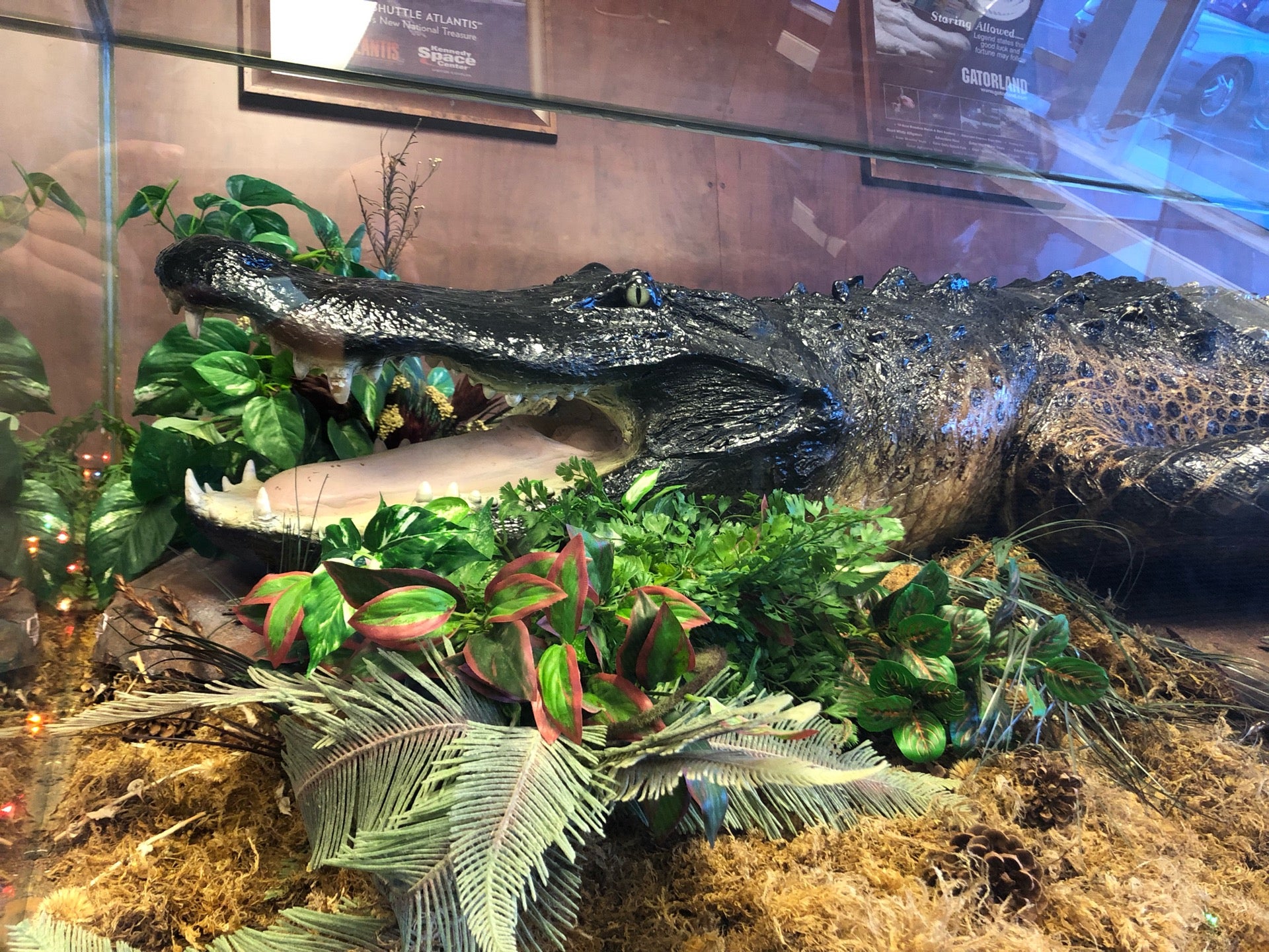 Florida Center, 131 SW bs Gln, Lake City, FL, Tourist