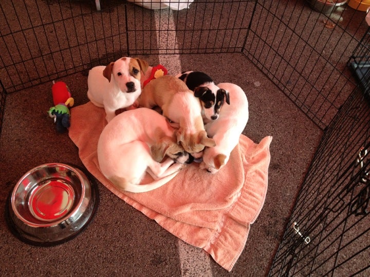 PetSmart, 310 E Brannon Rd, Nicholasville, KY, Pet Supplies MapQuest