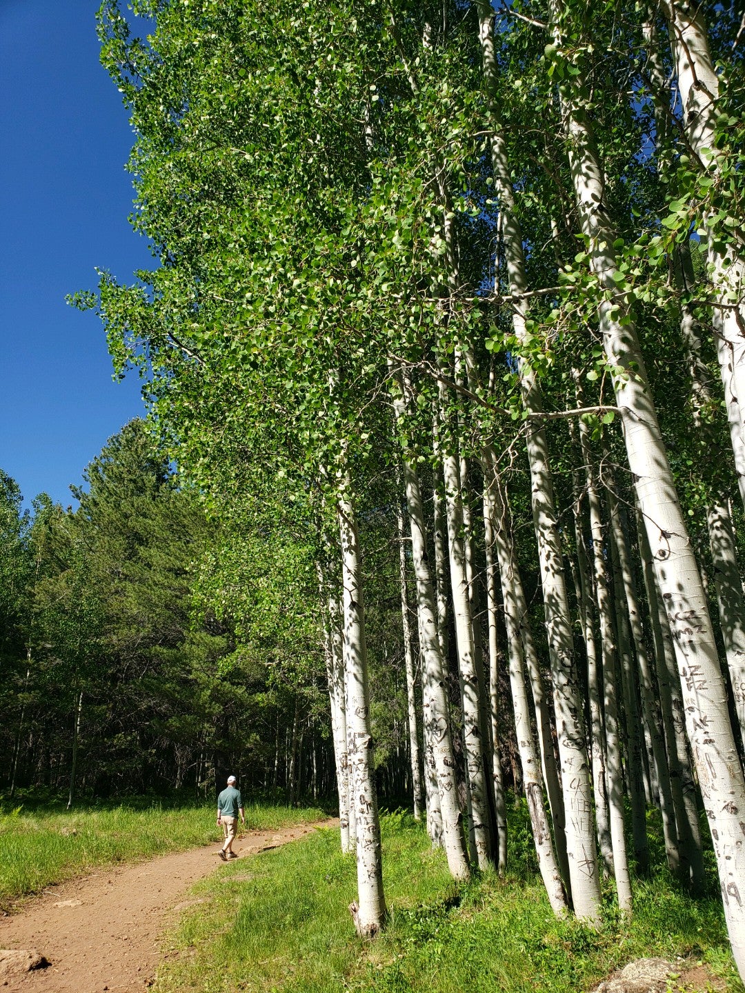 Aspen Corner, Flagstaff, AZ, Trail MapQuest