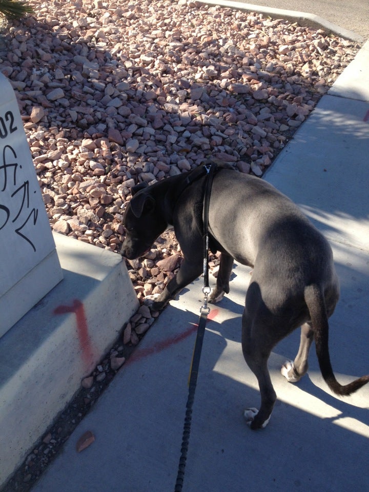 Nevada Spca-No Kill Animal Sanctuary, 4800 W Dewey Dr, Las Vegas, NV