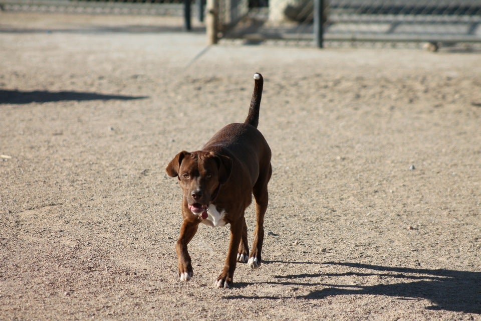 The Animal Foundation, 655 N Mojave Rd, Las Vegas, NV, Animal Shelters