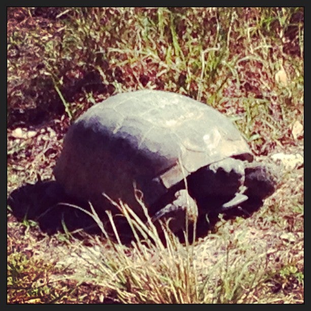 Carter Road Trails, Bartow, FL, Trail MapQuest