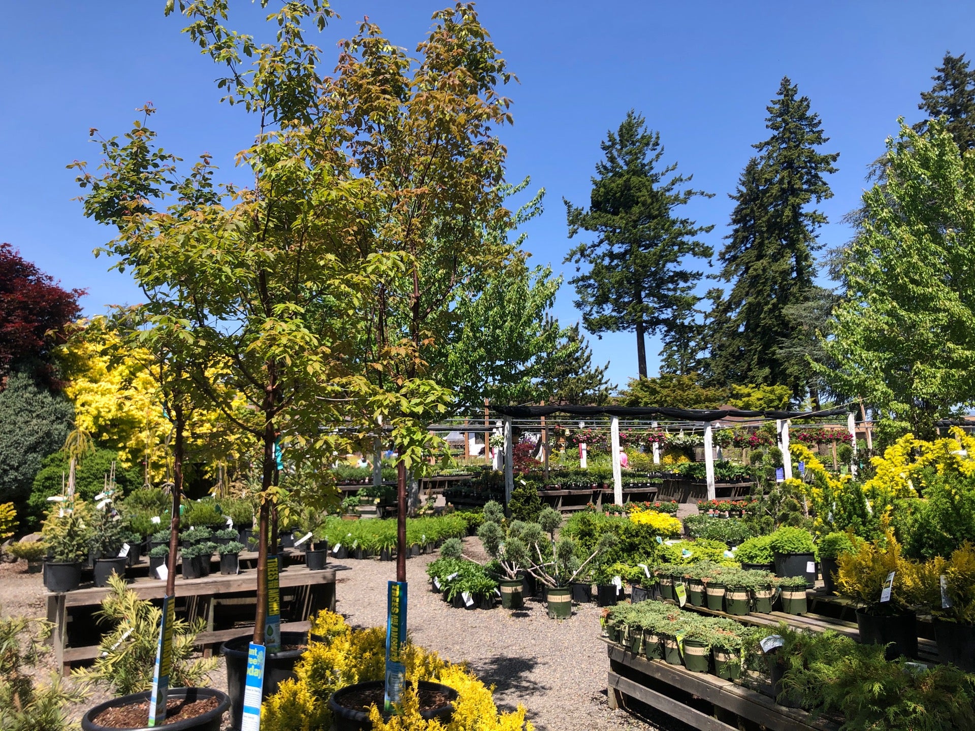 Shorty's Nursery, 10006 SE Mill Plain Blvd, Vancouver, WA, Garden
