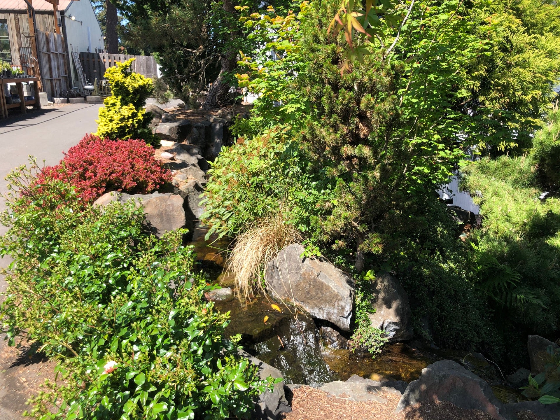 Shorty's Nursery, 10006 SE Mill Plain Blvd, Vancouver, WA, Garden