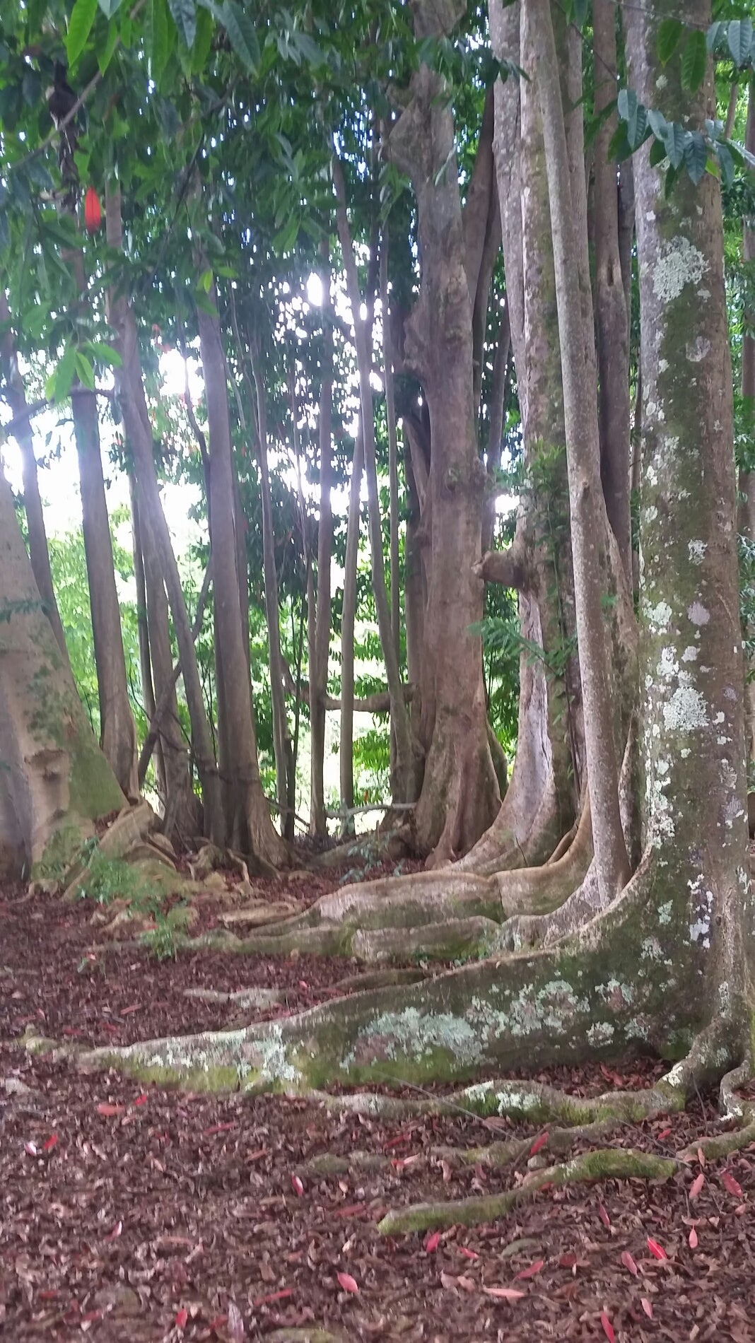 Sacred Rudraksha Forest, 7345 Kuamoo Rd, Kapaa, HI, Landmark MapQuest