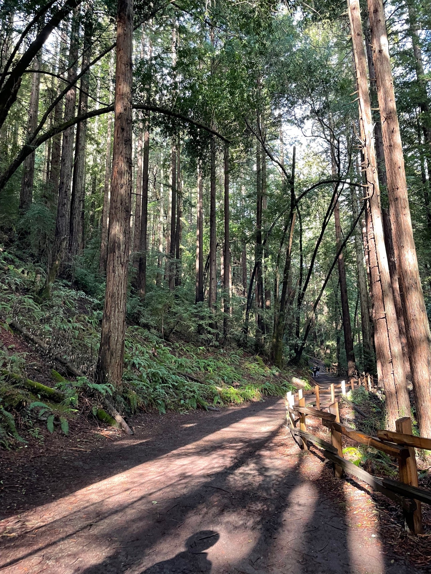 Canyon Meadow Staging Area, Redwood Regional Park, 7867 Redwood Rd