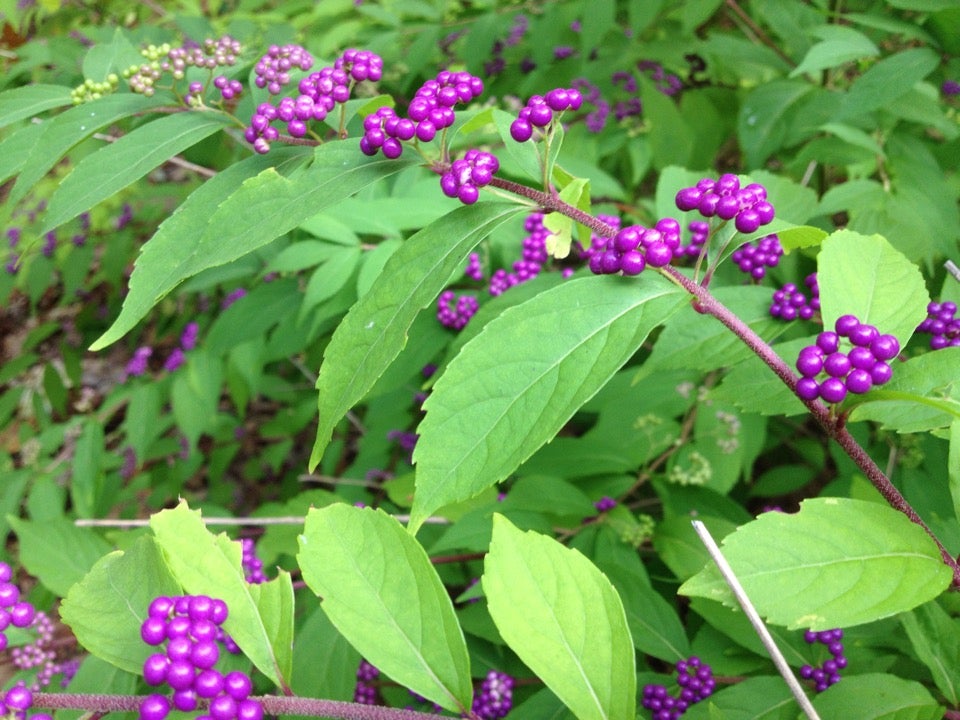 Fidelity Investments Corporate Office, 100 Salem St, Smithfield, Town