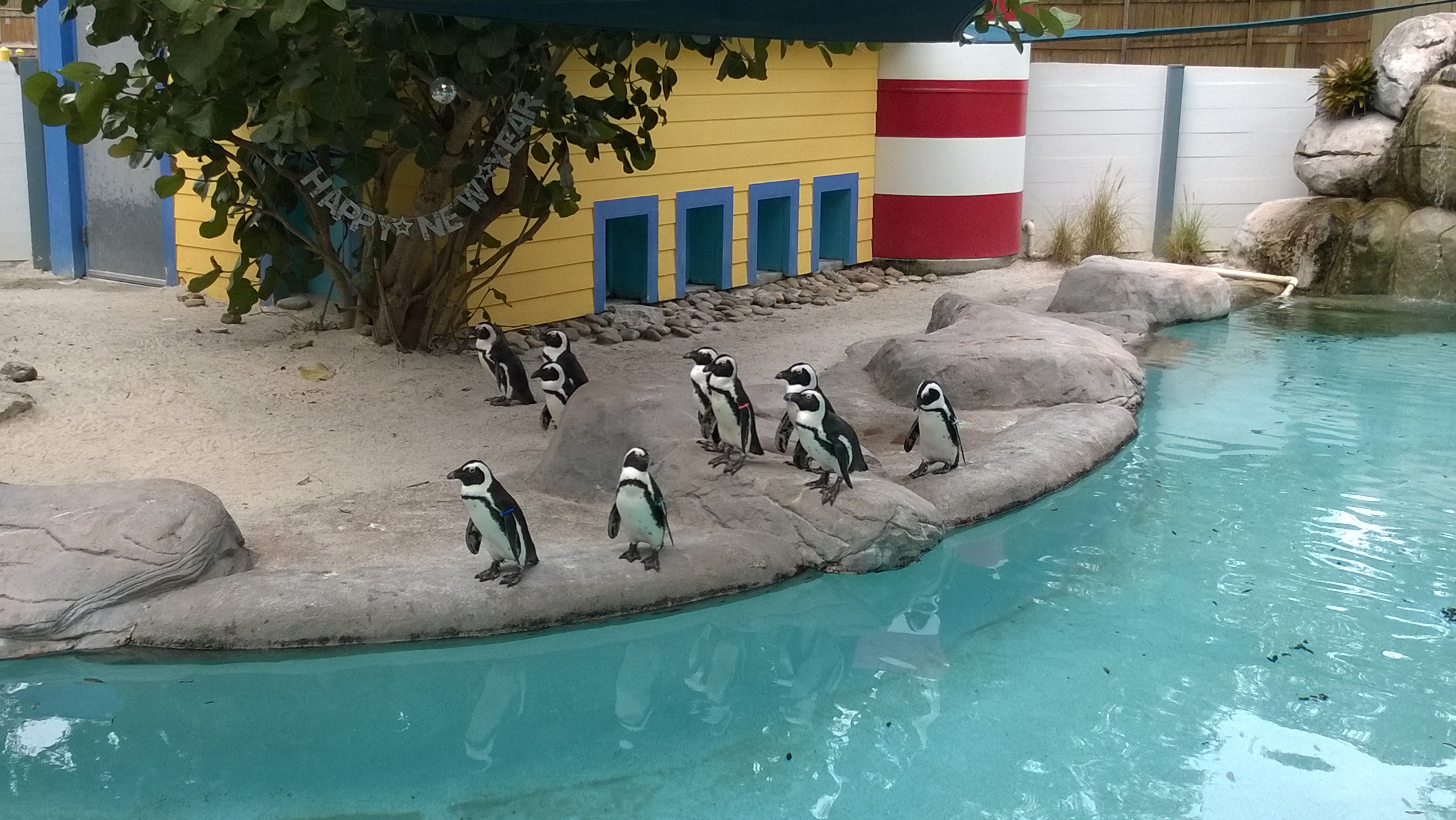 African Penguin Exhibit, 1101 W Sligh Ave, Tampa, FL, Zoos - MapQuest