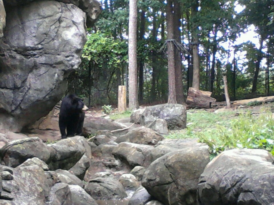 Black Bear Exhibit, 4401 Zoo Pkwy, Asheboro, NC, Zoos MapQuest