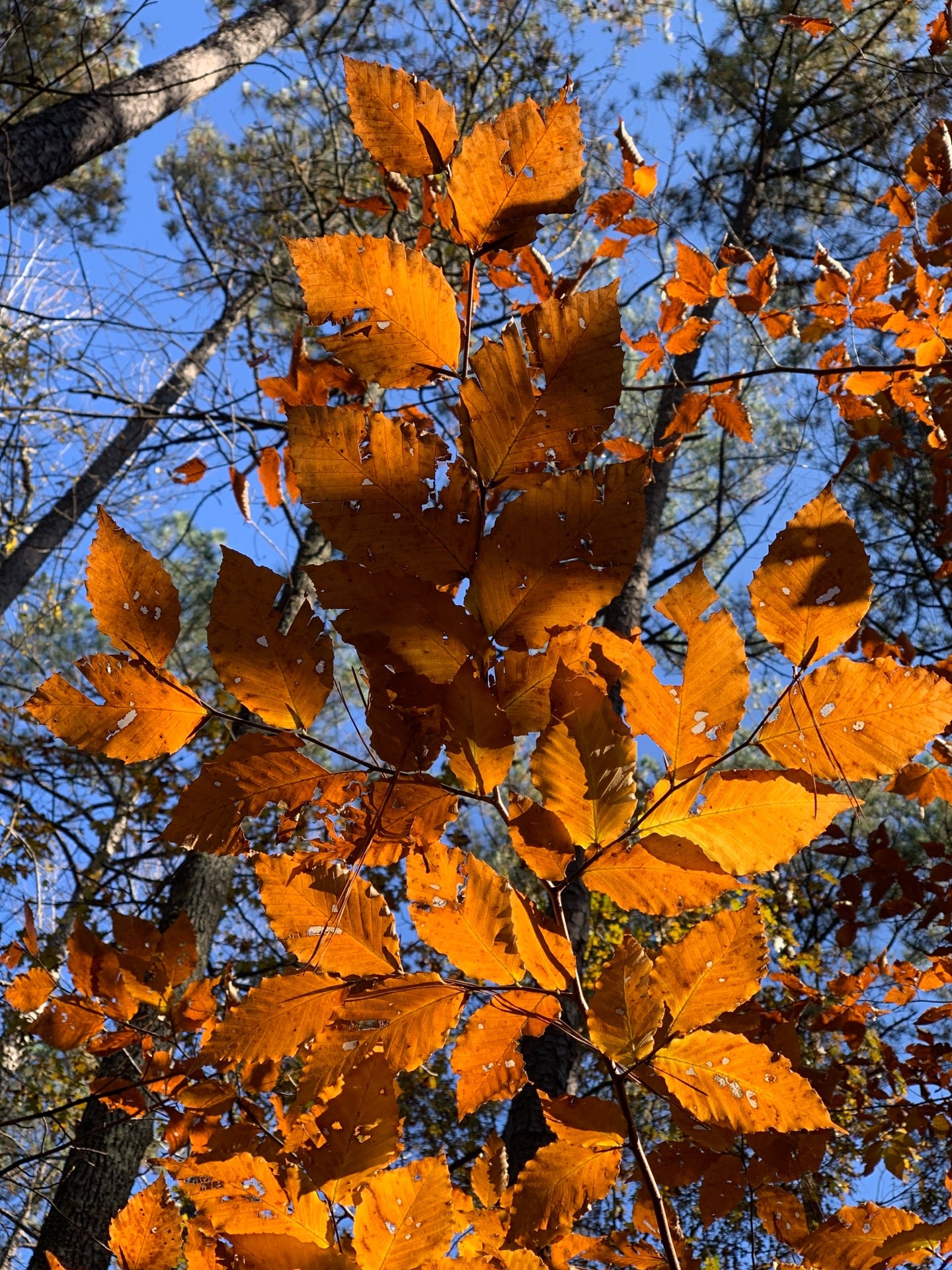 Company Mill Trail, Cary, NC MapQuest