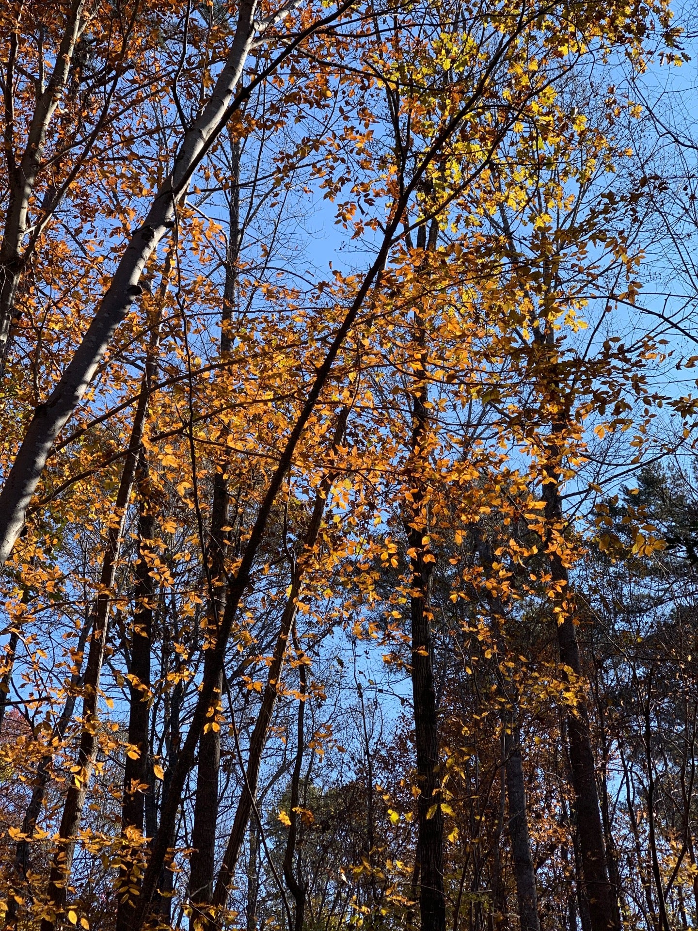 Company Mill Trail, Cary, NC MapQuest