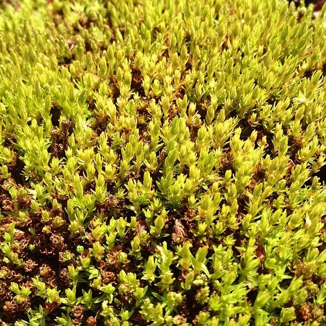 Calhoun, LA Map & Directions MapQuest