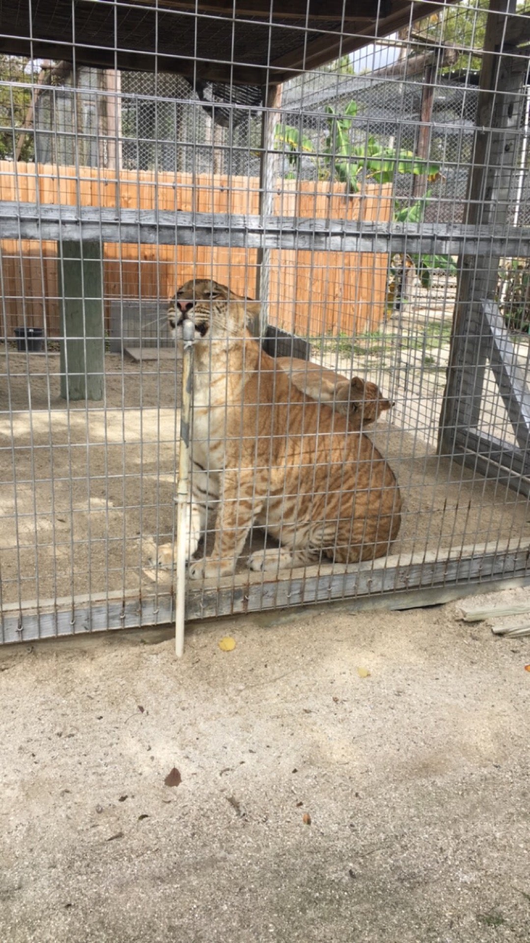 Octagon Wildlife Sanctuary, 41660 Horseshoe Rd, Punta Gorda, FL