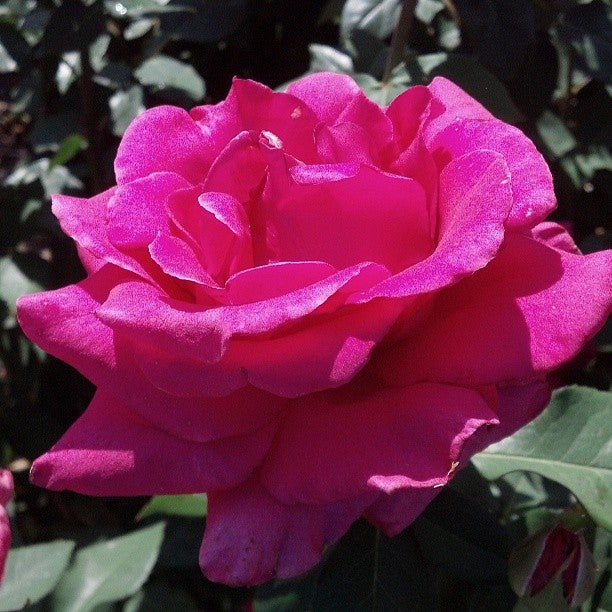 Tulsa Rose Garden, East Woodward Park, Tulsa, OK, Landmark MapQuest