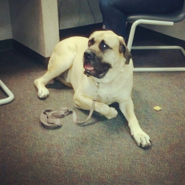 Jerry Ulm Dodge, 2966 N Dale Mabry Hwy, Tampa, FL, Auto Dealers MapQuest