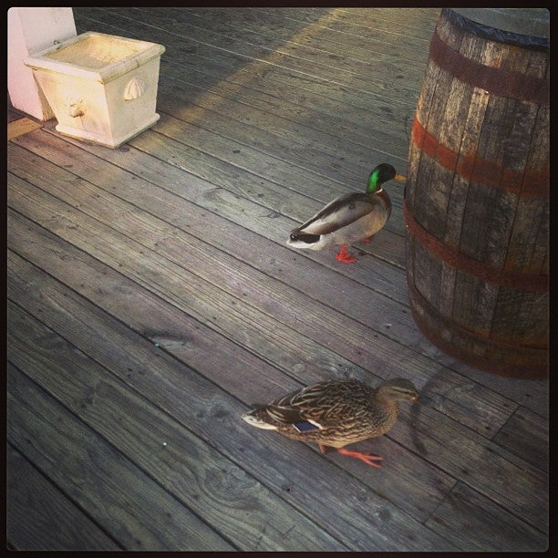 Funnel Cake Island, 4834 Highway 17 S, North Myrtle Beach, SC, Eating