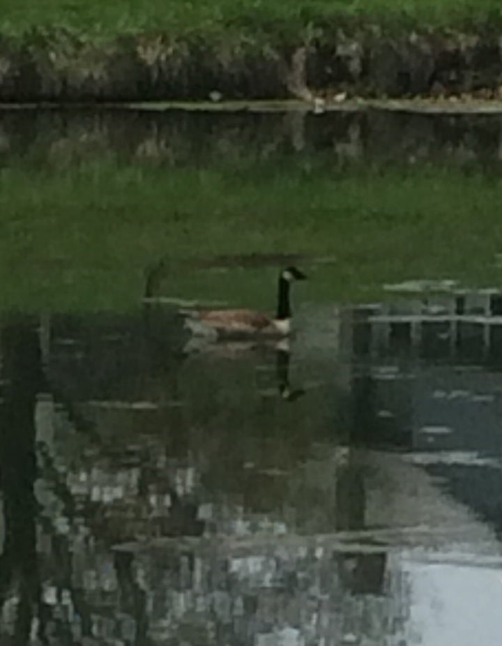 Elmira, NY Map & Directions MapQuest