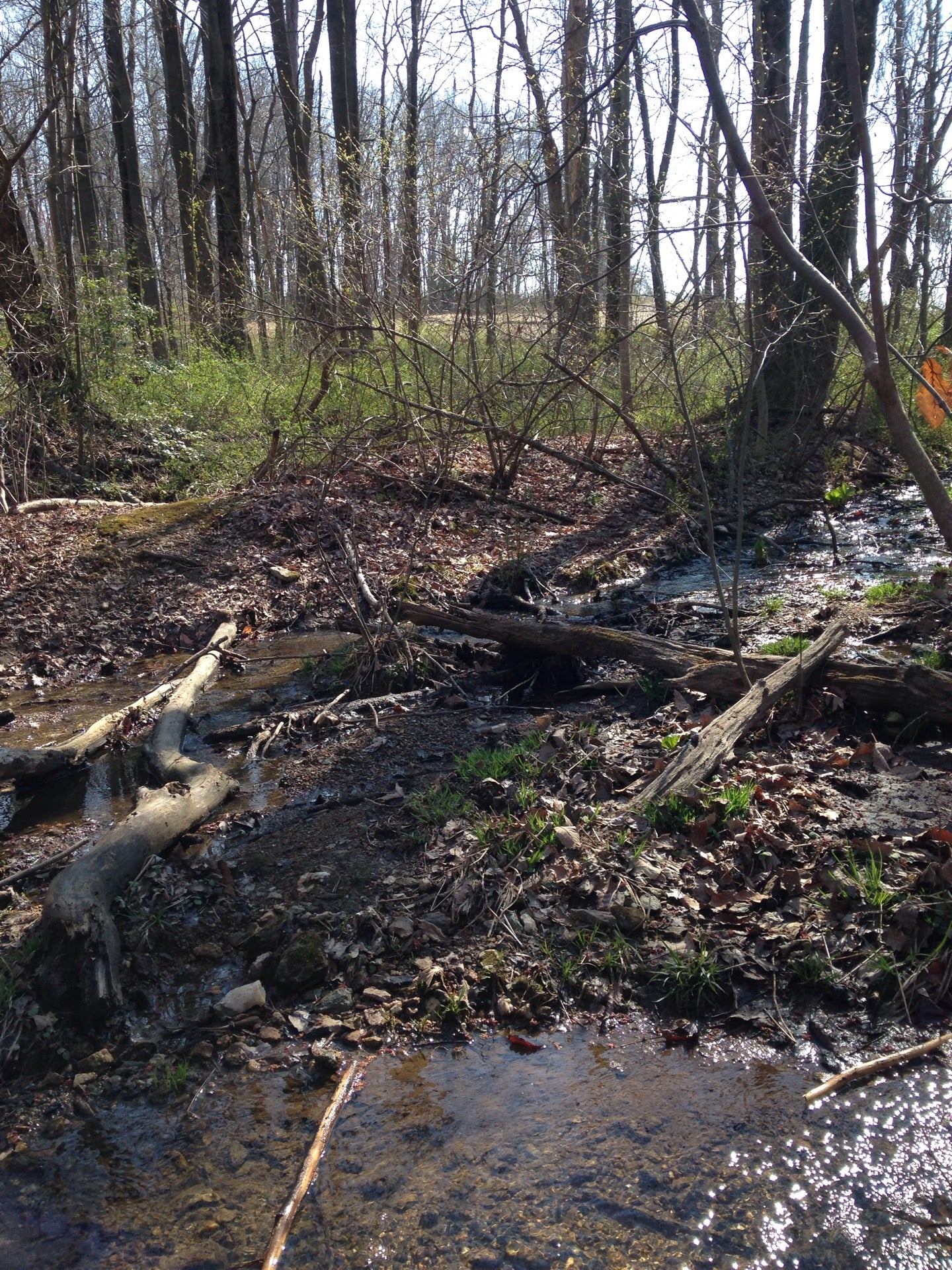 Christmas Tree Park, Water St, Manchester, MD MapQuest