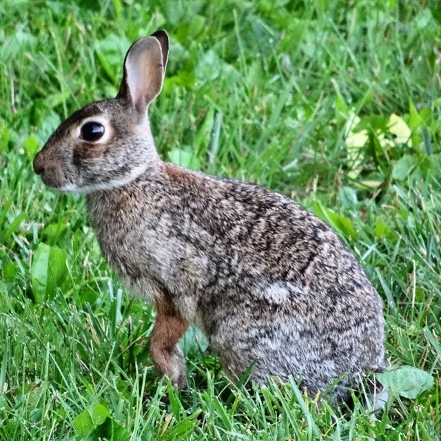 Hawkeye Tailgating Commuter Lot, Emerald St, Iowa City, IA MapQuest