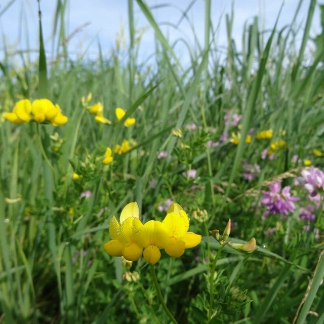 Hawkeye Tailgating Commuter Lot, Emerald St, Iowa City, IA MapQuest