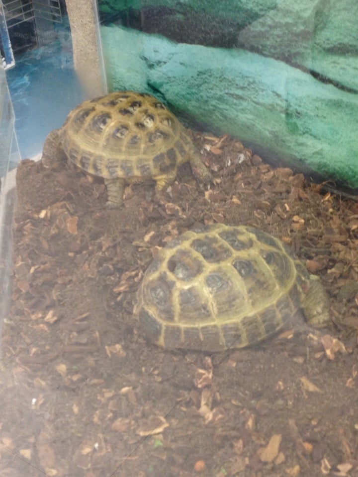 Baby Russian Tortoise Petco