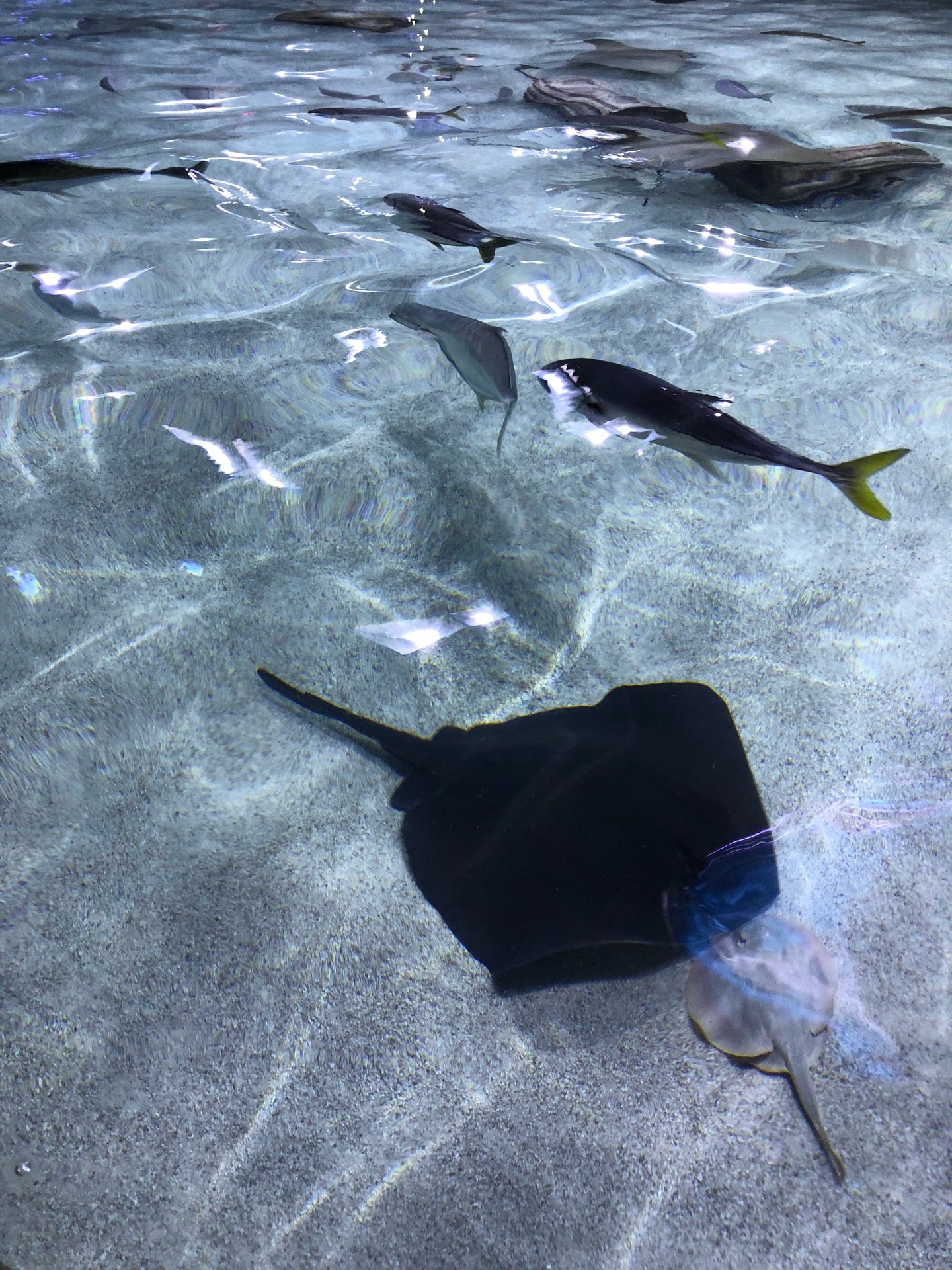 San Antonio Aquarium, 6320 Bandera Rd, San Antonio, TX, Aquariums