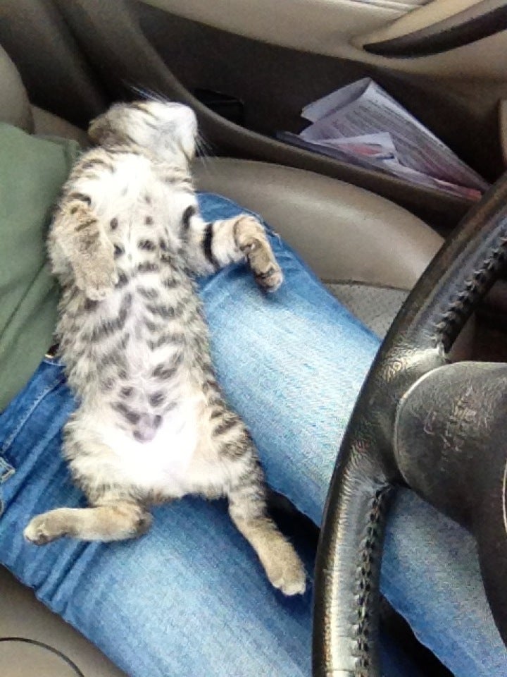 Escambia County Animal Shelter, 200 W Fairfield Dr, Pensacola, FL